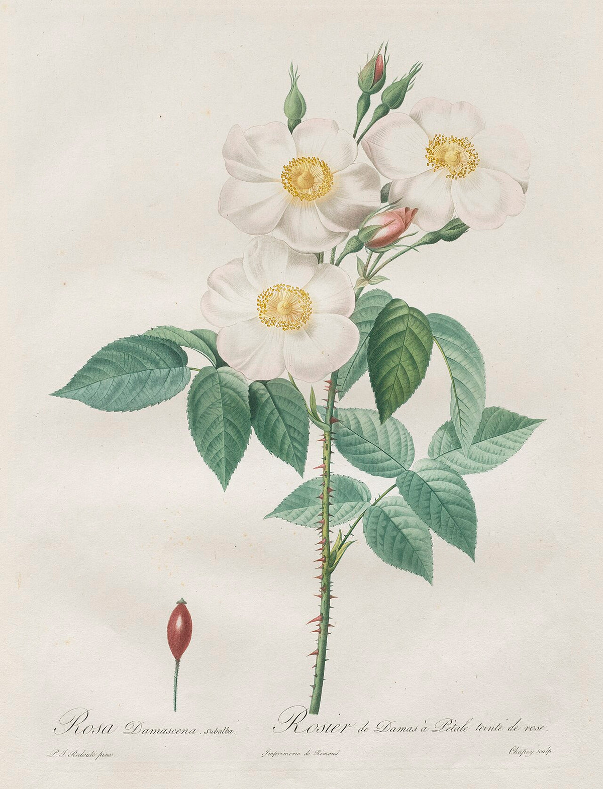 Ros av Redouté, poster