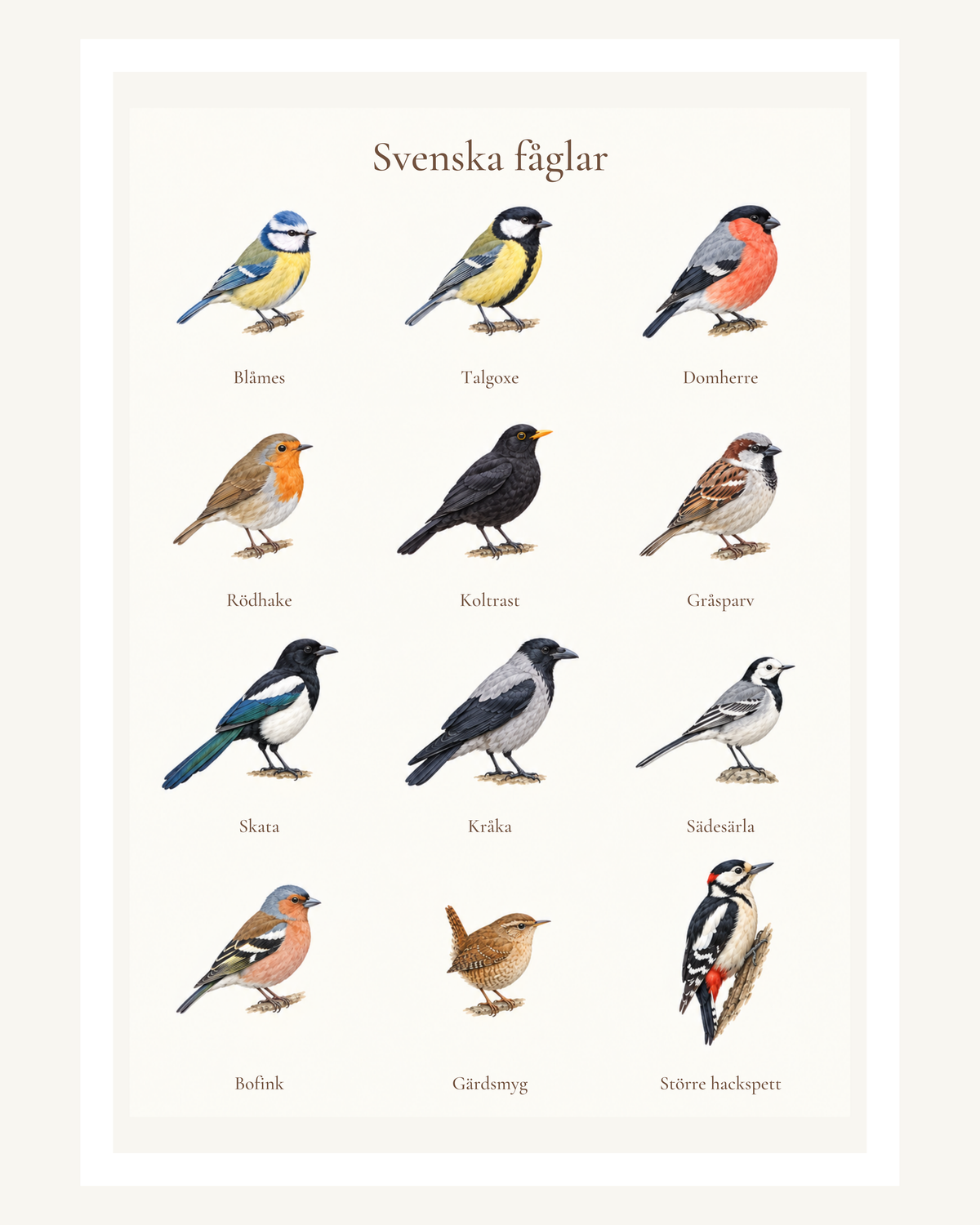Tolv svenska fåglar med sina namn i en akvarellmålad plansch: från blåmes och domherre till gärdsmyg och större hackspett. – 40 × 50 cm med ljus marginal.