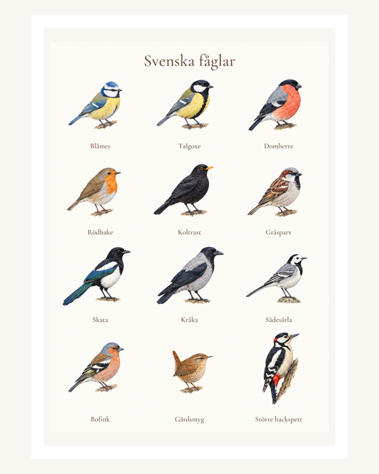 Tolv svenska fåglar med sina namn i en akvarellmålad plansch: från blåmes och domherre till gärdsmyg och större hackspett. – 40 × 50 cm med ljus marginal.